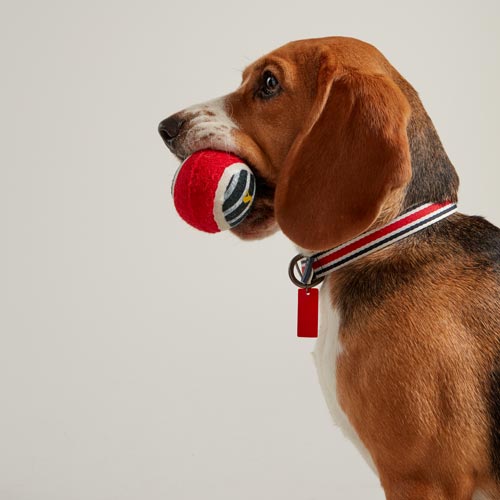 Joules is exploring new target markets with pet products from Rosewood.