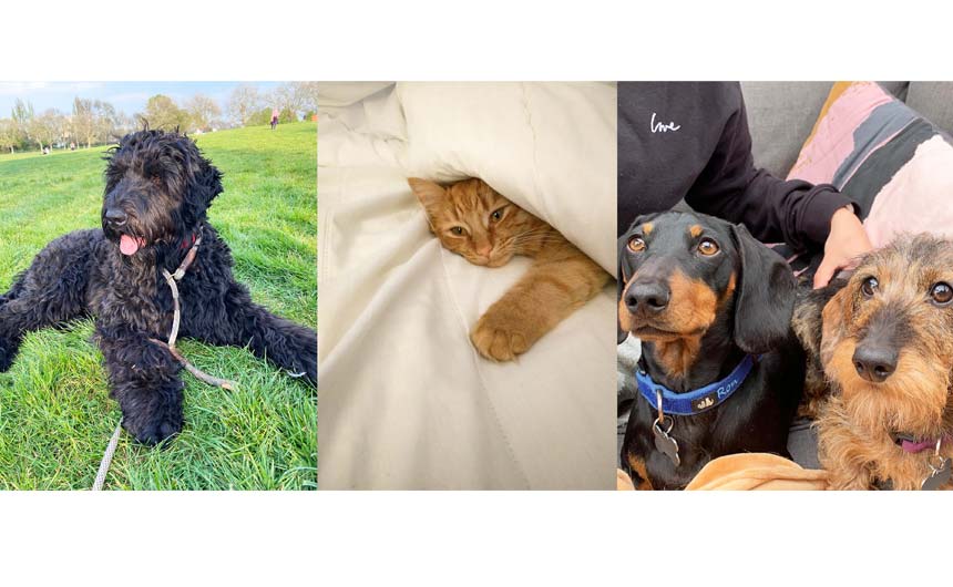 Just some of the Roald Dahl team's pets (L-R): Bear (owned by md Luke Kelly), Clem (owned by financial controller Nerinne Trueman) and Ron and Bert (owned by partnerships assistant Grace Tedstone).