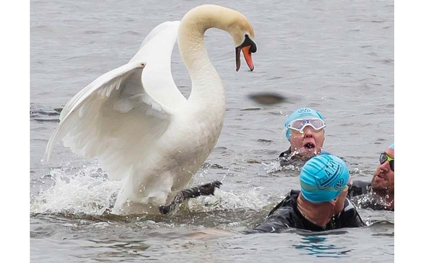 Overly protective parenting swans really aren't a swimmers friend!
