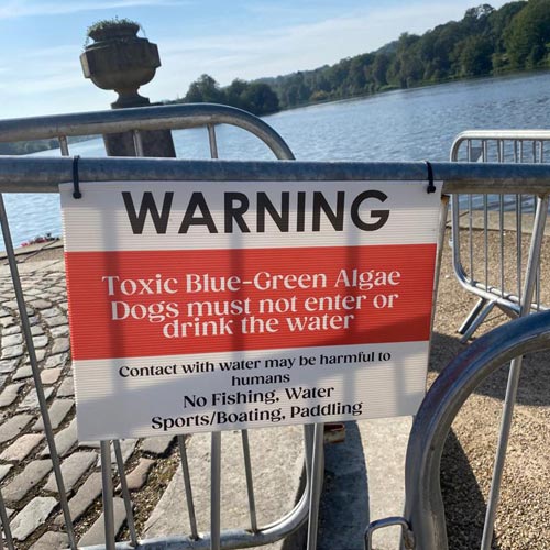 Blue-green algae meant no swimming for Terry Lamb (The Colonel).